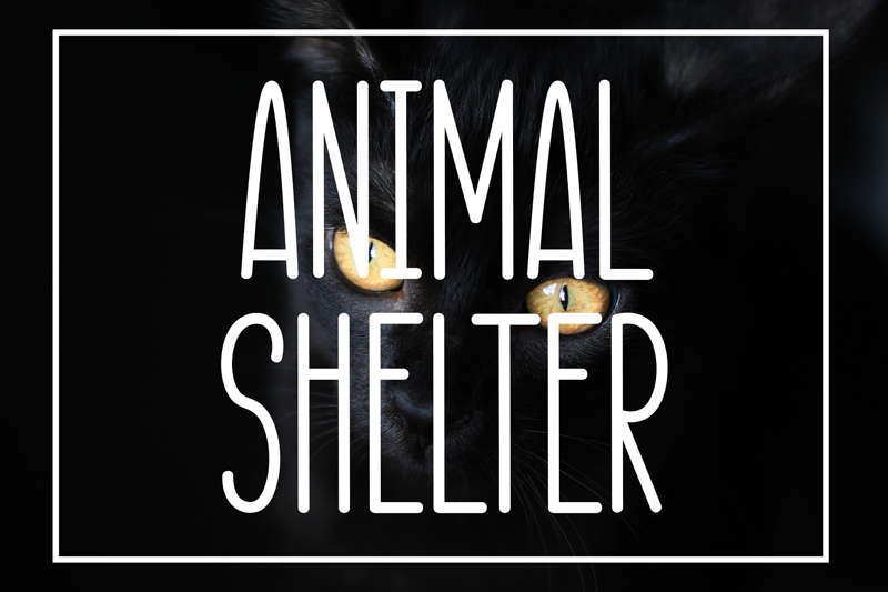 Animal Shelter Font | Free Font Download | Download Thousands of Fonts for Free Sample Image