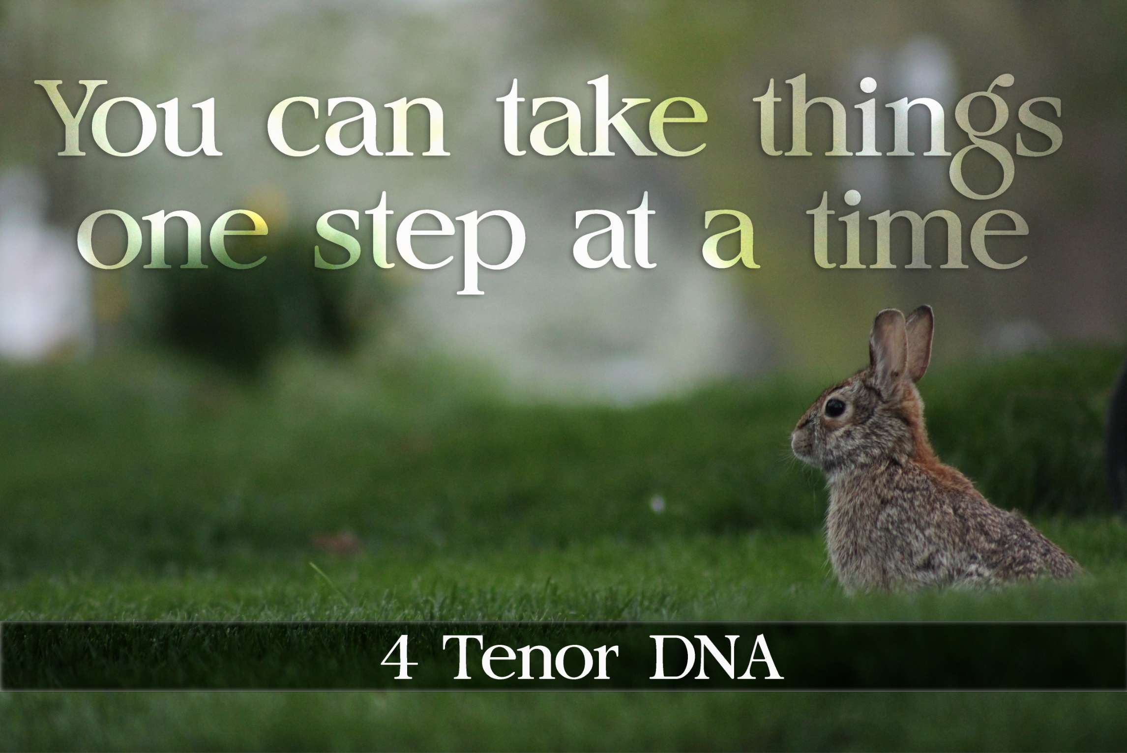 4 Tenor DNA Font | Free Font Download | Download Thousands of Fonts for Free Sample Image