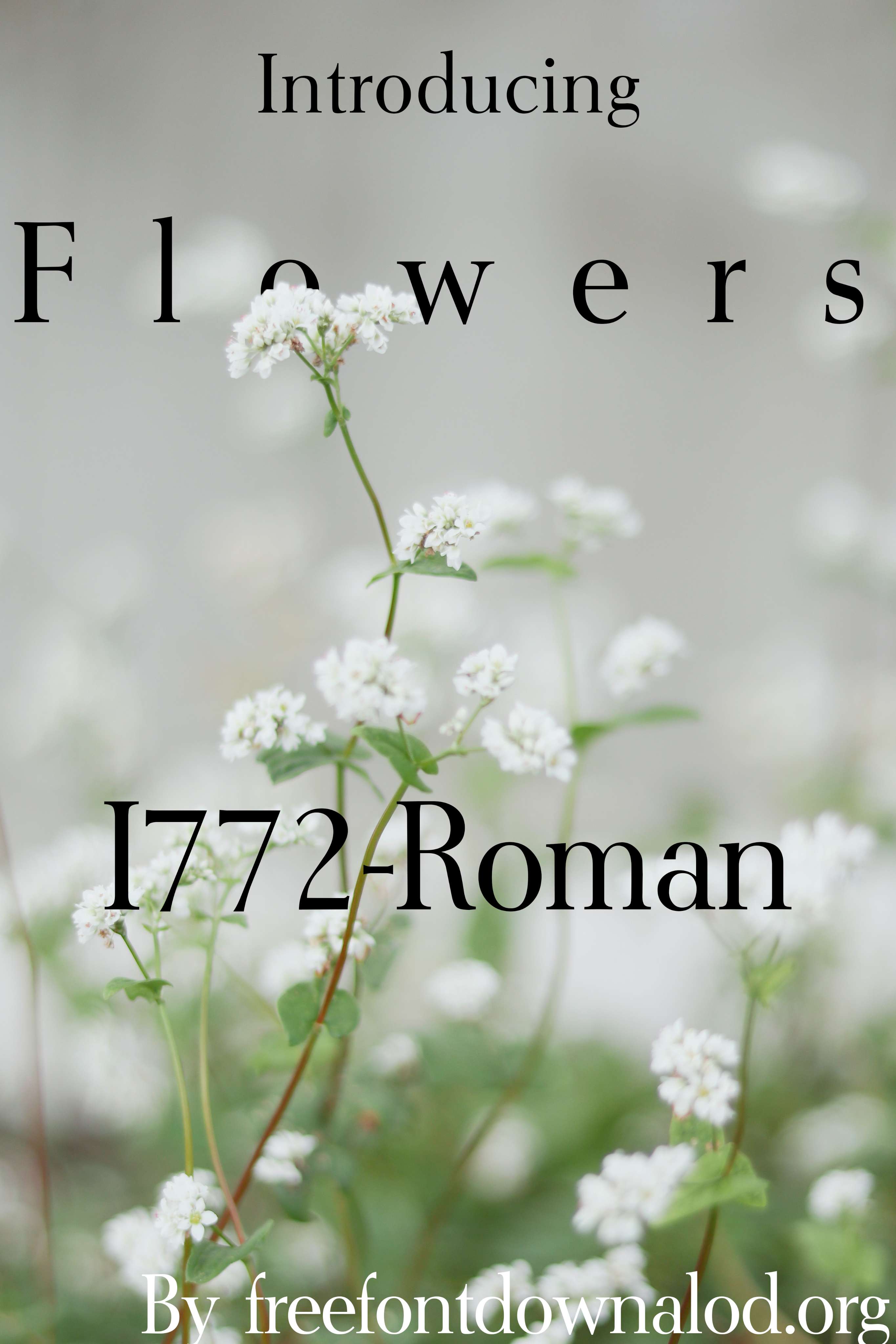 I772 Roman Bold Font | Free Font Download | Download Thousands of Fonts for Free Sample Image
