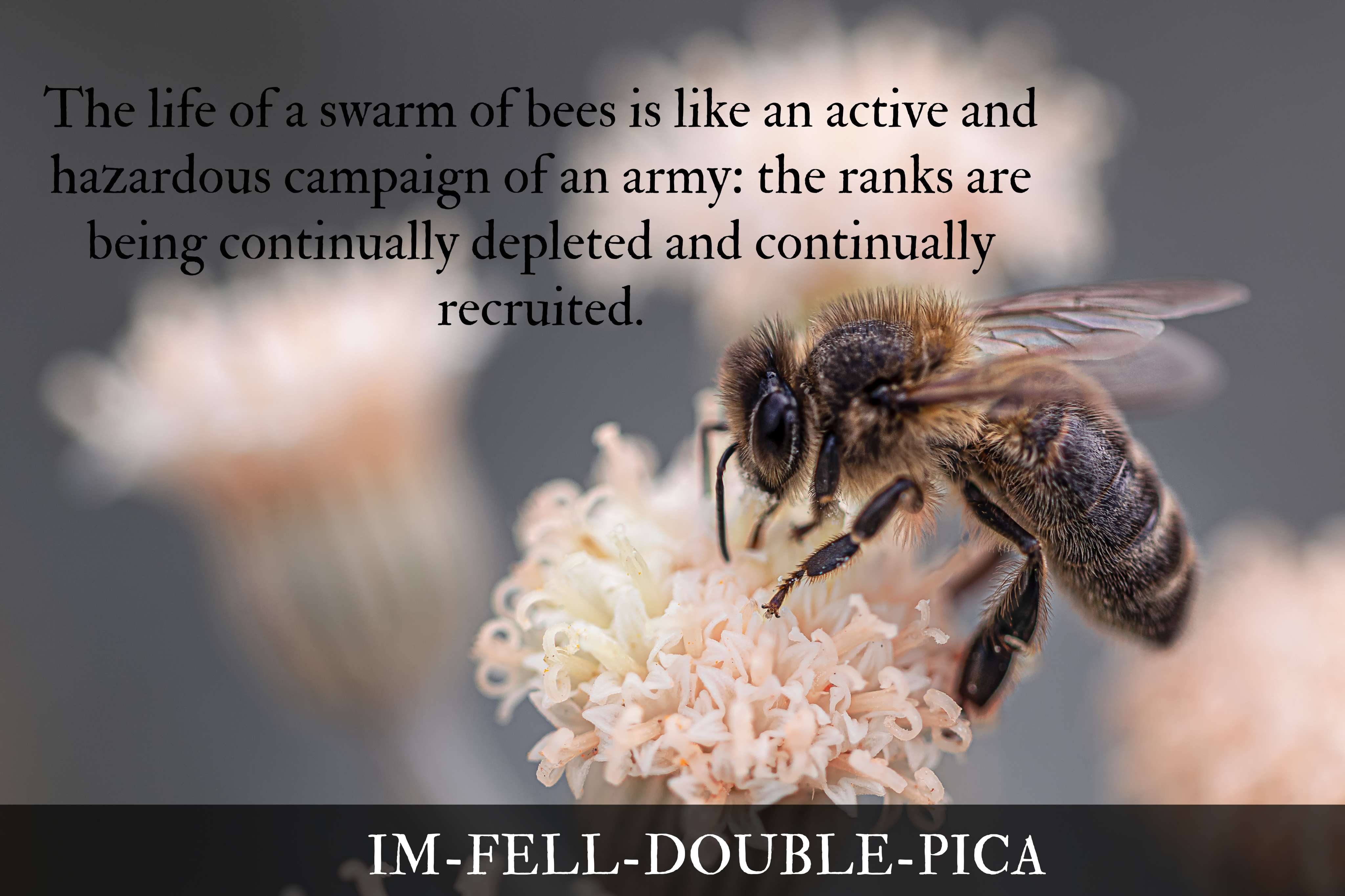 IM FELL Double Pica Roman Font | Free Font Download | Download Thousands of Fonts for Free Sample Image